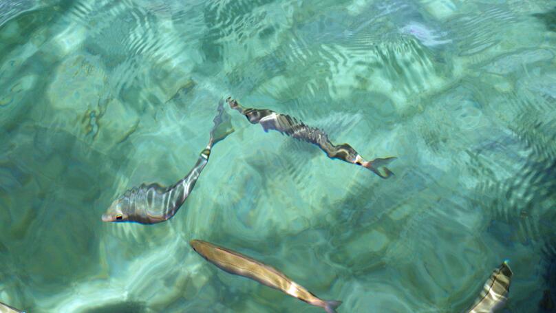 Sea's transparencies in Sardinia