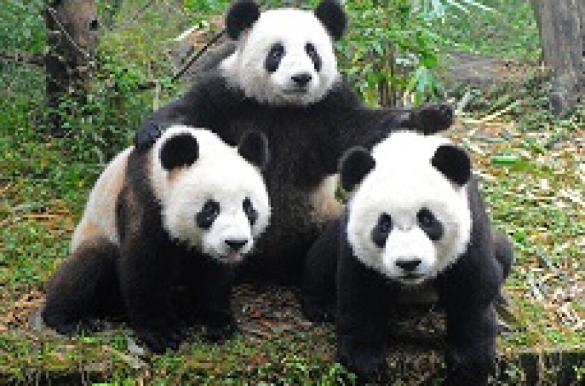 panda_group_230px