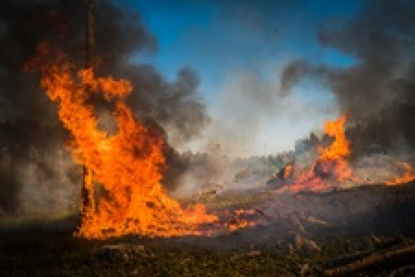 Climate drought forest fire Fotolia 230x150