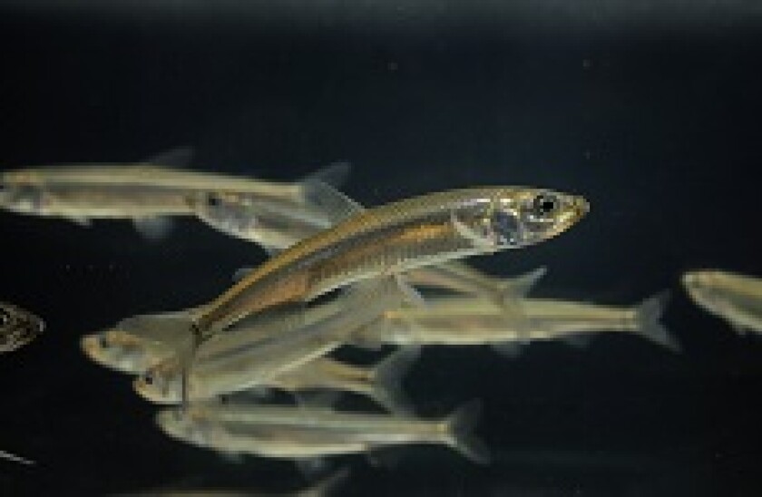 minnows_Adobe_230x150