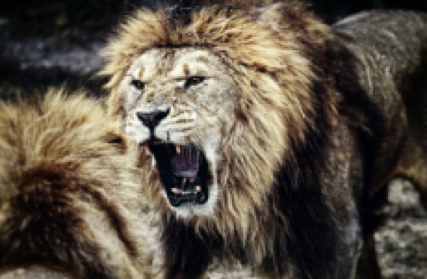 lions fighting fotolia px230x150 for gc