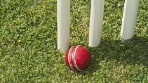 cricket_230px