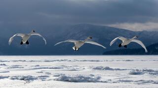 Whooper Swan (Cygnus cygnus) trio flying, Hokkaido, Japan