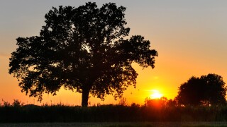 Sundown in the nature reserve Kirchwerder of Meadows in Kirchwerder, Hamburg, Germany, Europe
