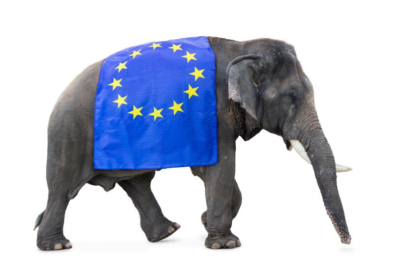 elephant carries a flag EU  isolated on white background