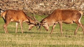 Stags fighting