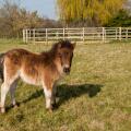 A bay coloured Shetland foal standing in a field with a Round Schooling Pen in the back ground