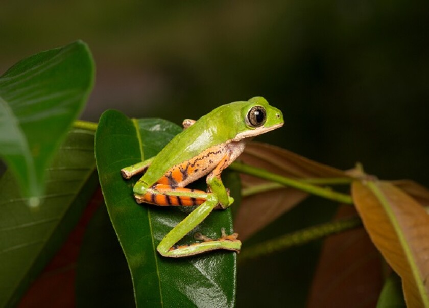 Frog biodiversity from Alamy 22Dec22 575x375