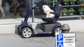 dog on a motability scooter