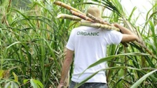 Brazil, sugar, Cosan