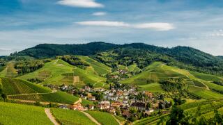 Vineyards, Durbach, Ortenau, Black Forest, Baden-Wuerttemberg, Germany