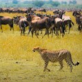 Cheetah hunting from Alamy 6Mar25 575x375.jpg