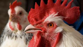 A white male Chicken, cock or cockerel with red cockscomb and a female in the background