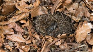 European hedgehog, hibernation, overwinter survival, Europaischer Igel, Winterschlaf, Uberwinterung, Erinaceus europaeus