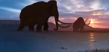 Artwork of the woolly mammoth (Mammuthus primigenius), or tundra mammoth. This animal lived during the Pleistocene epoch and into the early Holocene, and as such coexisted with humans. It was roughly the same size as a moden African elephant. Covered in t