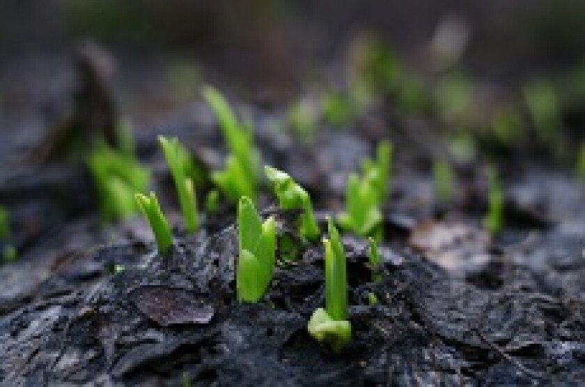 Green Shoots