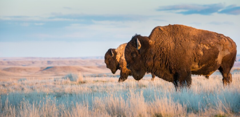 Bison in the prairies