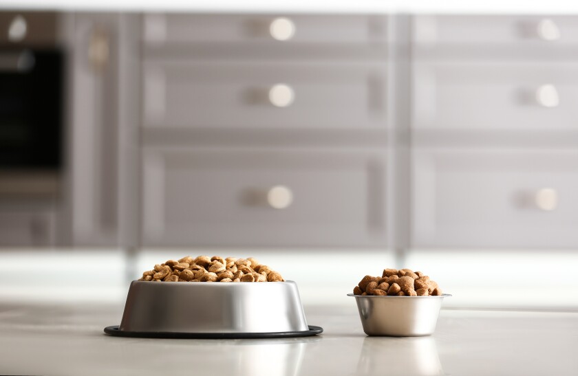 Bowls with dry pet food on floor adobe