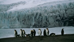 King penguins Heard Island.
