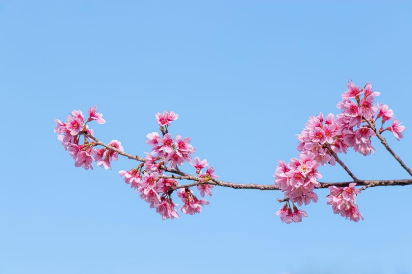 Sakura spring flowers Japan_4Sep23_alamy