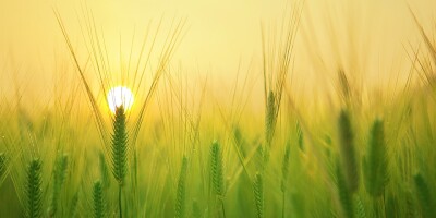field-agriculture-farming-free-960.jpg