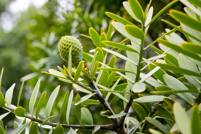 Kauri New Zealand_alamy_4Aug22