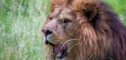 Lion Roaring