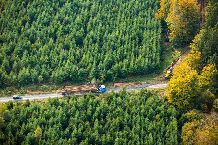 Forestry