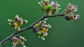 Wych elm blossom in Spring UK