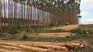 Brazil paper pulp eucalyptus from Adobe 2Sep20 575x375