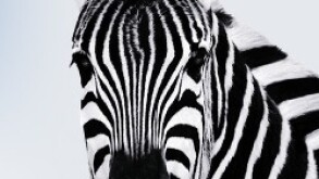investec-zebra.jpg