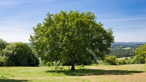 Oak tree at Newlands Corner, Surrey, England, UK