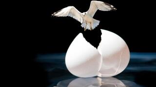 flying bird breaking out of egg