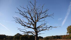 Ashtead Common, Ashtead, Surrey, UK - A clear blue sky above a solitary bare tree on a winter morning with woodland in background with copy space