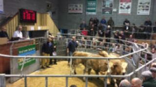 farming_VF_230