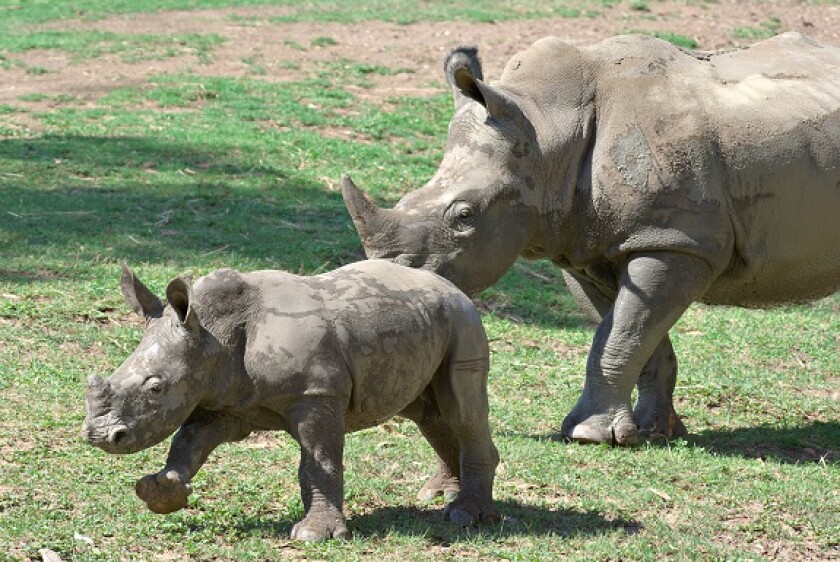 Black rhinos from Alamy 23Mar22 575x375
