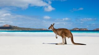 kangaroo.jpg