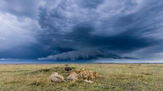 Group of male African lions (Panthera leo) resting with storm clouds overhead, Masai-Mara Game Reserve, Kenya. September.