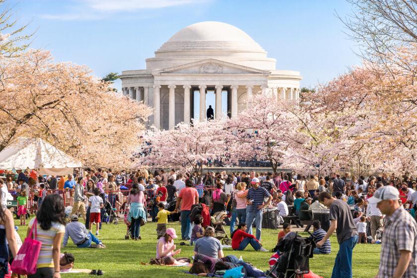 Washington DC Cherry blossoms Jefferson Memorial. Crowds on Sunday Cherry Blossom Festival.