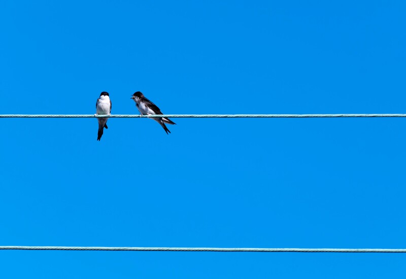 two swallows on an electric cable