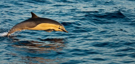 This common dolphin, Delphinus delphis, was one in a school of over 1000 in the Pacific, off Mexico.