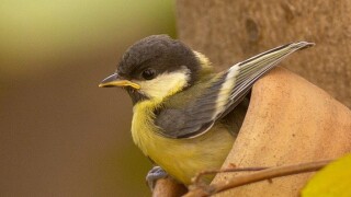 Fledgling leaves nest from Alamy 7Nov23 575x375