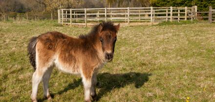 A bay coloured Shetland foal standing in a field with a Round Schooling Pen in the back ground