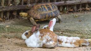 Turtle and rabbits on brown floor