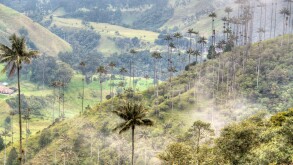 The valley of Cocora near Salento, Colombia