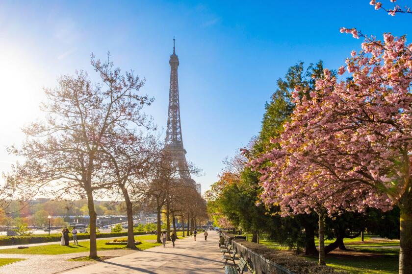 France, Paris, Trocadero gardens, cherry blossoms and the Eiffel Tower