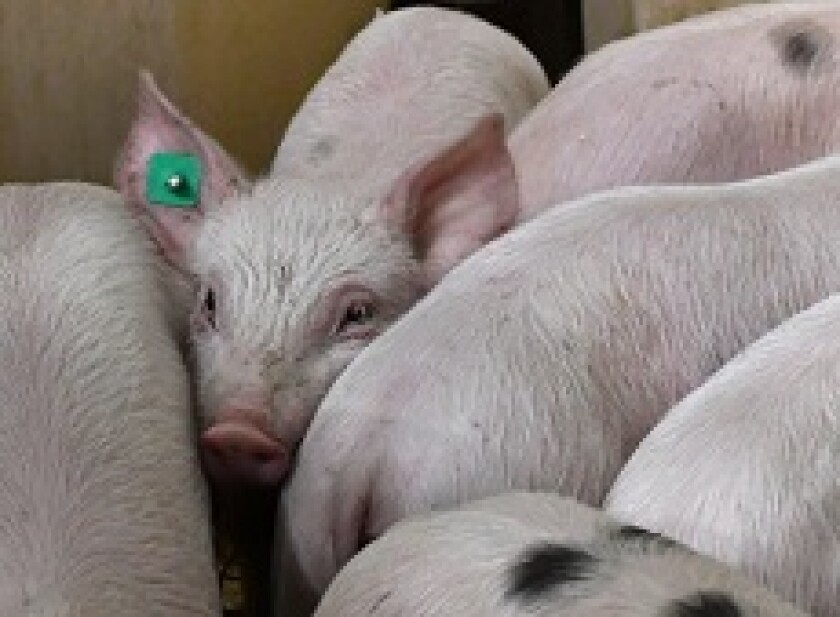 Green pigs from PA 230x150