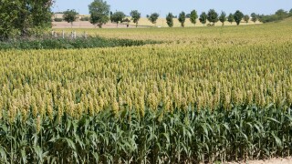Maize growing southwest France