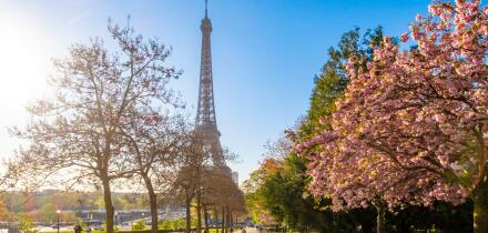 France, Paris, Trocadero gardens, cherry blossoms and the Eiffel Tower