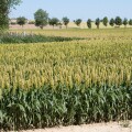 Maize growing southwest France